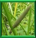 CANNE AROMATIQUE - ACORUS CALAMUS