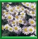 CAMOMILLE MAROCAINE - ANACYCLUS DEPRESSUS