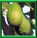 AVOCATIER - PERSEA AMERICANA