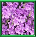 CAMPANULE DE DALMATIE - CAMPANULA PORTENSCHLAGIANA ou MURALIS