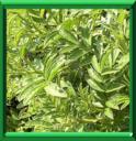 BOIS DOUX - :GLYCYRRHIZA GLABRA ou OFFICINALIS