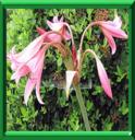 BELLE DAME - AMARYLLIS BELLADONA