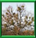 BLONDEAU - VISCUM ALBUM