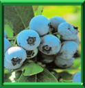 BLUET - VACCINIUM CORYMBOSUM