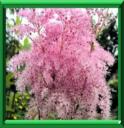 BELLE DES PRES - FILIPENDULA ULMARIA