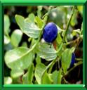 BRIMBELLE - VACCINIUM MYRTILLUS