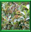 BADIANE - ILLICIUM VERUM