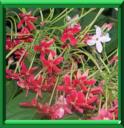 BADAMIER SAUVAGE - QUISQUALIS INDICA