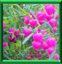 BORONIA - BORONIA HETEROPHYLLA