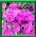 BOUGAINVILLIER - BOUGAINVILLEA