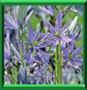CAMASSIA ou CAMASSIE - CAMASSIA LEICHTLINII