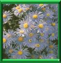 ASTER AMELLE - ASTER AMELLUS