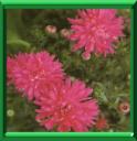 ASTER DE NOUVELLE BELGIQUE - ASTER NOVI-BELGII