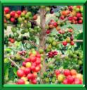 CAFEIER - COFFEA ARABICA