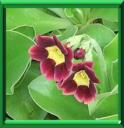 AURICULE - PRIMULA AURICULA