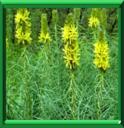BATON DE JACOB - ASPHODELINE LUTEA ou ASPHODELINE LUTEUS