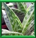 BEC DE PERROQUET - ALOE VARIEGATA