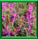 BRUYERE COMMUNE - CALLUNA VULGARIS