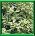 AUCUBA DU JAPON - AUCUBA JAPONICA