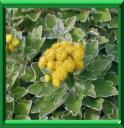 CHRYSANTHEME DU PACIFIQUE - AJANIA PACIFICA