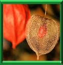 Cerise d'hiver - Physalis alkekengi