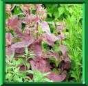 CHOU D'AMOUR - ATRIPLEX HORTENSIS
