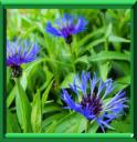 CENTAUREE-BLEUET - CENTAUREA CYANUS
