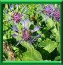CENTAUREE DES MONTAGNES - CENTAUREA MONTANA