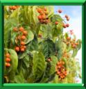 Celastre du Canada ou celastrus scandens