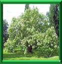 Catalpa de Caroline ou catalpa bignonioides