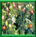 CARISSA A GROS FRUITS - CARISSA MACROCARPA