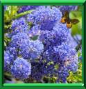 CEANOTHE - CEANOTHUS SPP
