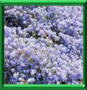 CEANOTHE DE SANTA BARBARA - CEANOTHUS IMPRESSUS