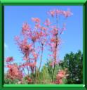 CEDRELE DE CHINE - TOONA SINENSIS