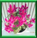 CELOSIE PLUMEUSE - CELOSIA ARGENTEA Variété PLUMOSA