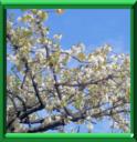 CERISIER - PRUNUS CERASUS