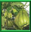 CHOW CHOW ou SECHIUM EDULIS