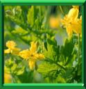 CHELIDOINE - CHELIDONIUM MAJUS