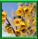 Chimonanthe précoce ou chimonanthus praecox ou fragans