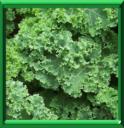 CHOU KALE - BRASSICA OLERACEA ACEPHALA LACINIATA