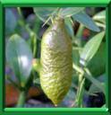 CITRON DOIGT - MICROCITRUS AUSTRALASICA