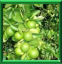 CITRONNIER VERT - CITRUS AURANTIFOLIA ou CITRUS LATIFOLIA
