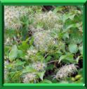 CLEMATITE BLANCHE - CLEMATIS VITALIA