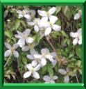 CLEMATITE ANEMONE - CLEMATIS MONTANA