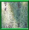 CHEVEUX DE SORCIERE - TILLANDSIA USNEOIDES