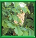 CHATAIGNIER DES CHEVAUX ou AESCULUS HIPPOCASTANUS