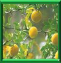 CITRON DU NORD - PONCIRUS TRIFOLIATA