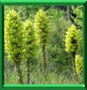 Chagual ou puya chilensis ou puya coarctata