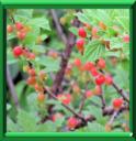 CERISIER DU CANADA - PRUNUS TOMENTOSA