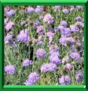 COLOMBAIRE A PETITE TETE ou SCABIOSA COLUMBARIA